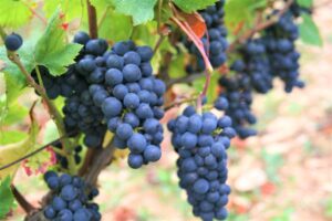 Grand Cru Grapes