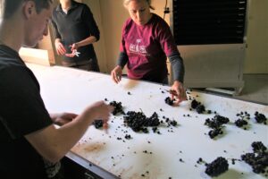 Sorting just-picked grapes